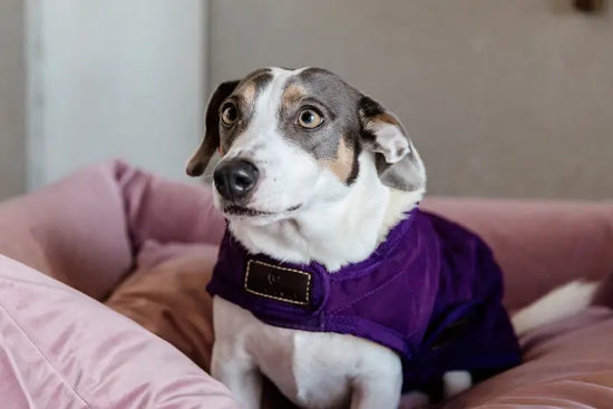 Kentucky purple dog clothes