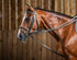 Black leather draw reins being used on a brown horse