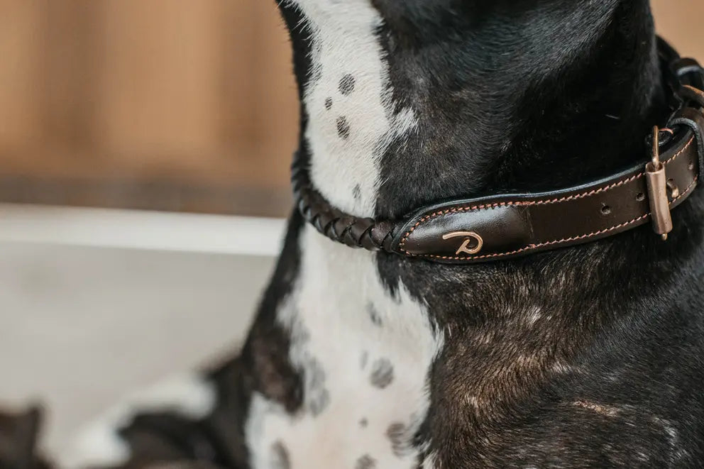 massive dog collar