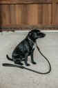 elegant dog leash