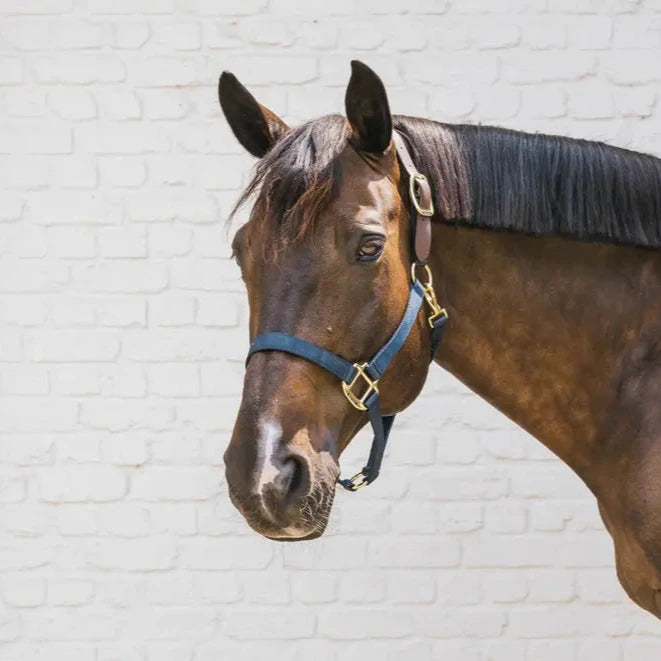 Durable horse halter