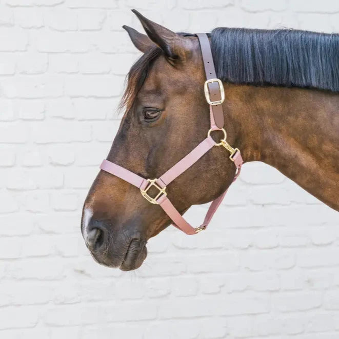 Pink halter for horses