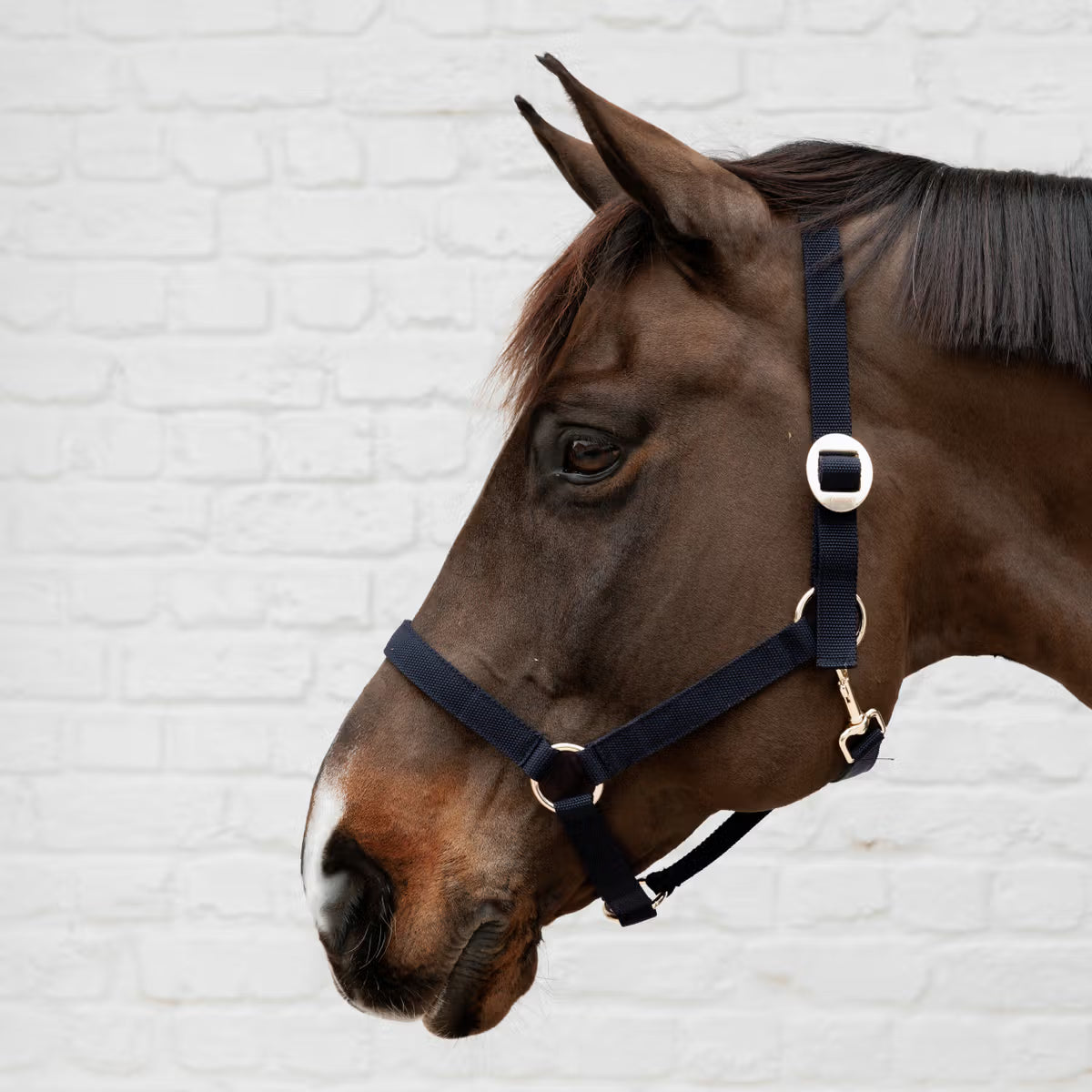 Kentucky adjustable nylon halter