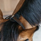 Minimalist horse bridle with adjustable fit