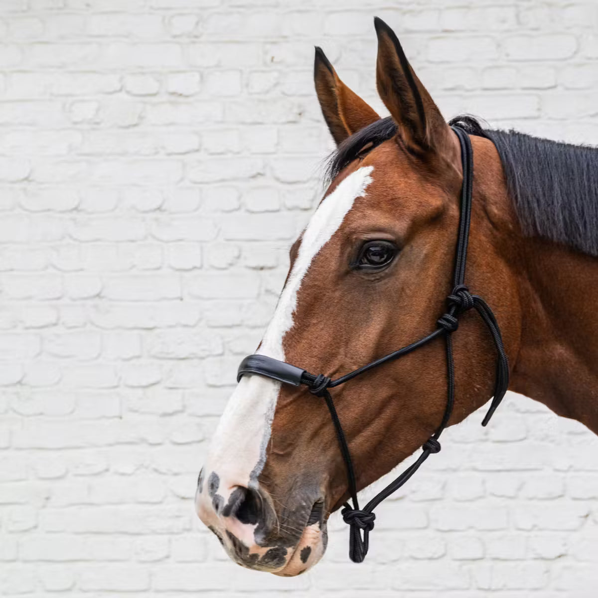 Kentucky rope halter durable design