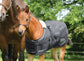 Blanket for foals