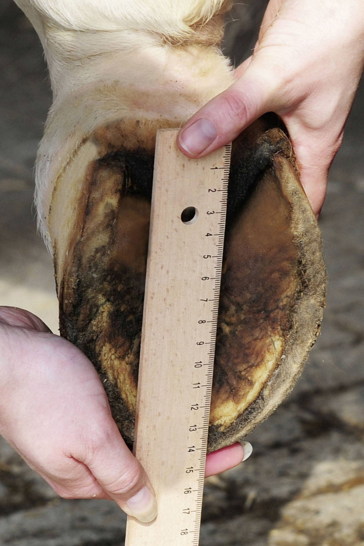 Measure hoof for hoof shoes