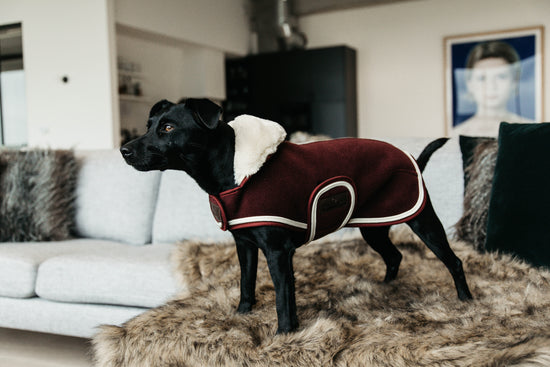 luxury dog coat