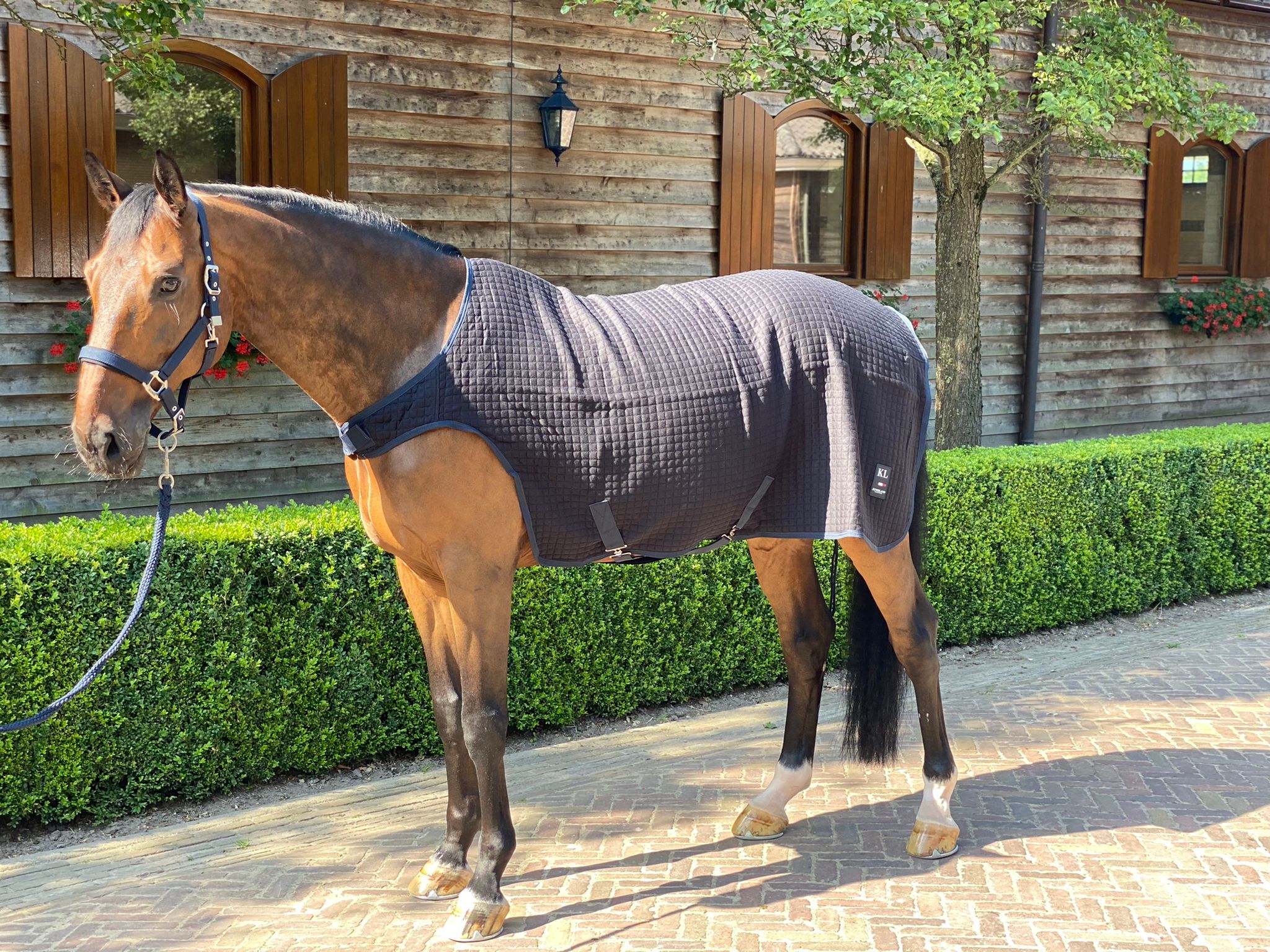 Lunging Rug Classic Wool Evolution Walker/Lunging Thermo Rug – EquiZone Online