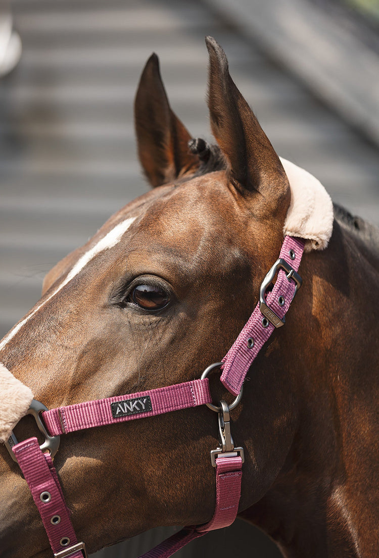 luxury halter for horses