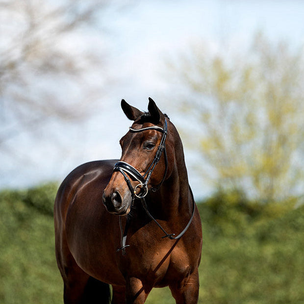 Brown horse wearing the ANKY rolled leather dressage bridle in black/white