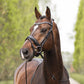 anatomical dressage bridle