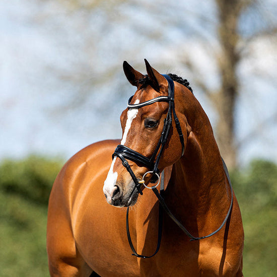 Anatomic Snaffle Dressage Bridle