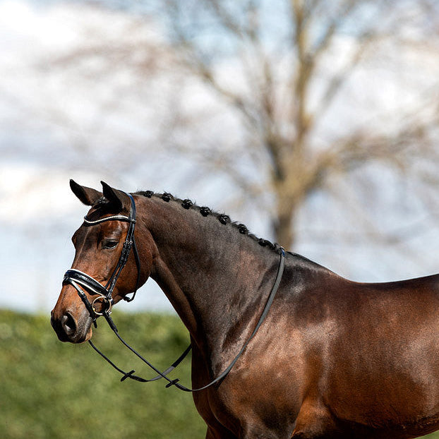 Anatomic dressage bridle with white padding