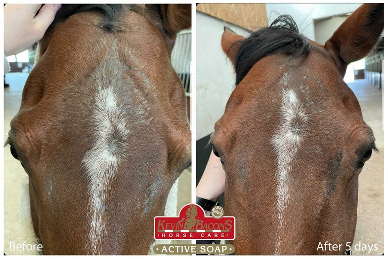 horse skin problem solution