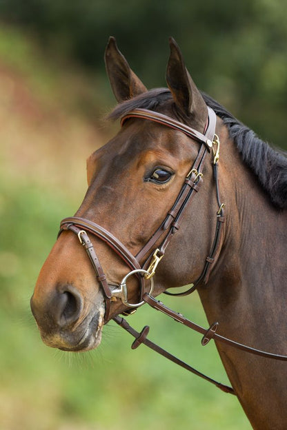 Anatomic Bridle Functional