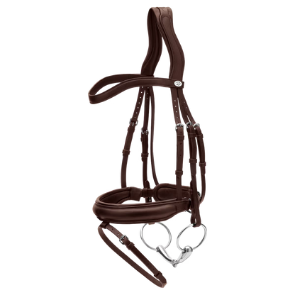 Horse wearing Dy&