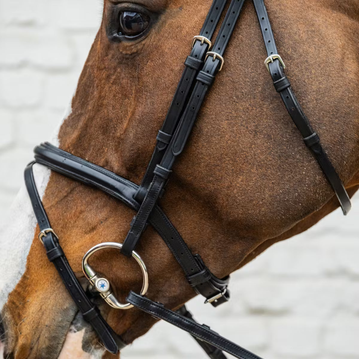 Leather bridle with flash noseband for dressage