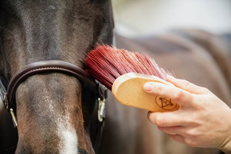 Kentucky Middle Brush Long horse grooming brush