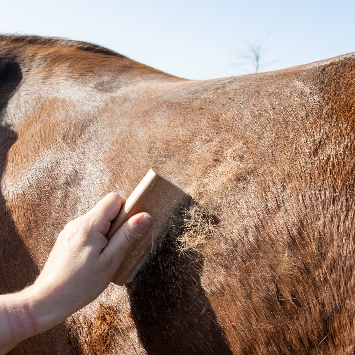 Best Shedding Tool for horse hair