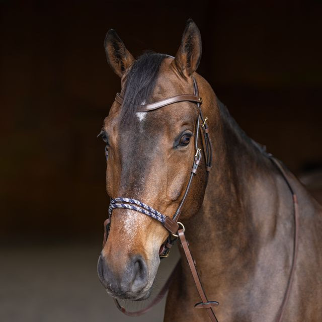 Comfort bitless bridle for horses