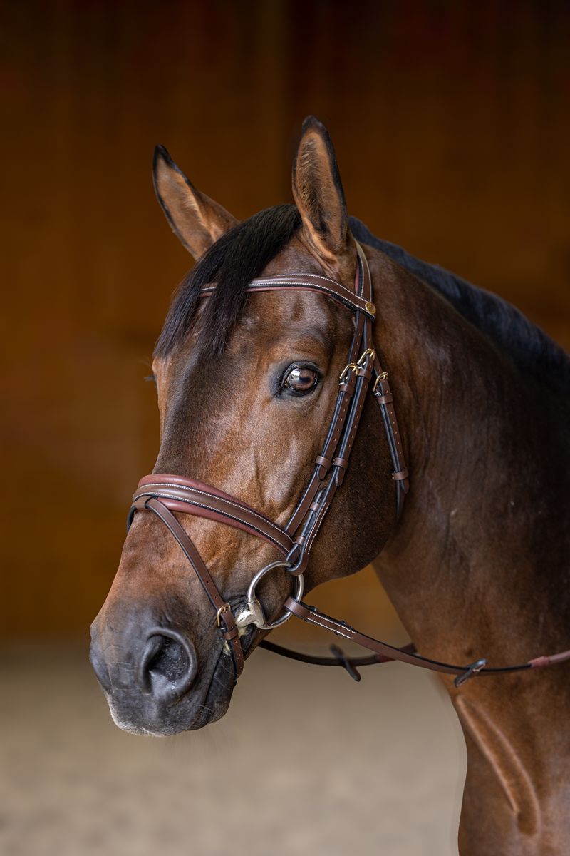 HFI Bridle Padded Brown