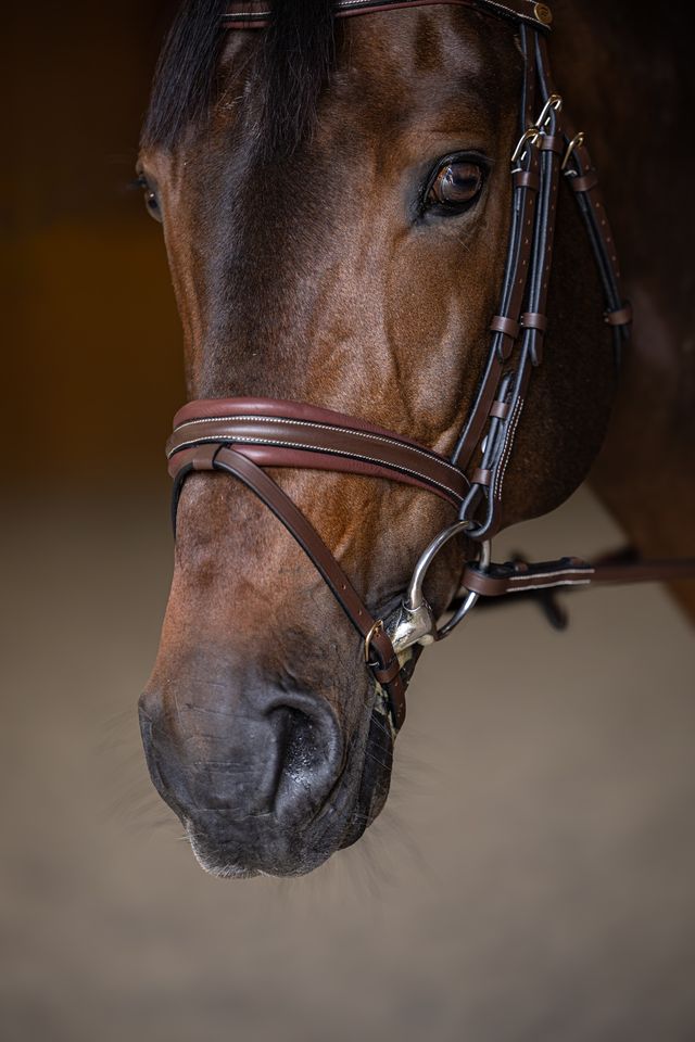 Padded anatomical bridle in brown and tan