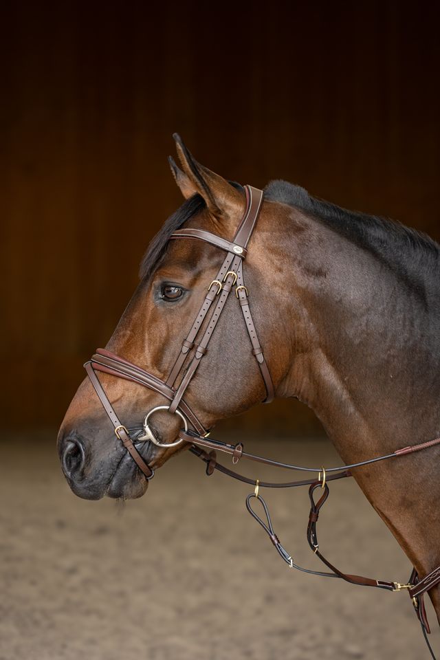 Horse wearing a bridle from HFI Master