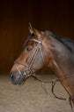 Horse wearing a bridle from HFI Master