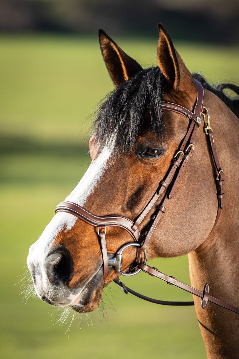 Anatomic show jumping bridle in brown