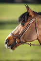 HFI Bridle Techno Brown