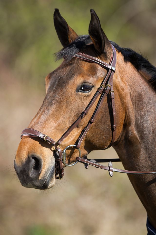 Brown drop noseband bridle