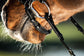 Drop noseband bridle with pullback 