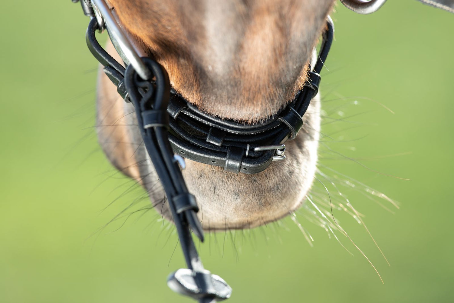 Leather drop noseband for horses 