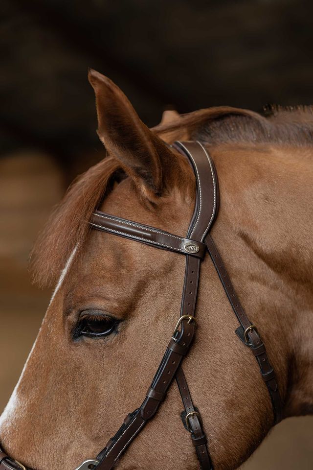 Affordable Hackamore bridle for horses
