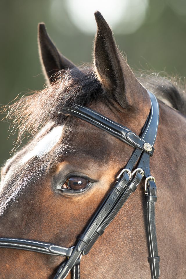 Figure 8 Noseband bridle with cream stitching