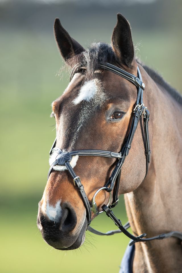 HFI Mexican Bridle Black
