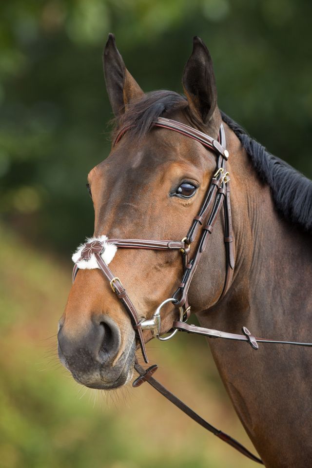 Anatomic Figure 8 noseband bridle in brown