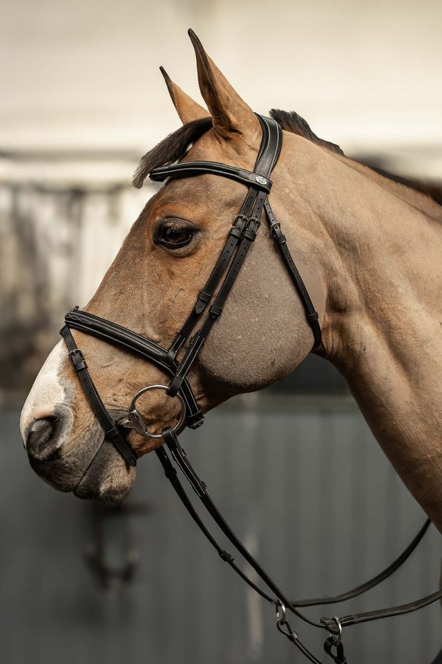 Anatomical black bridle with removable flash noseband 