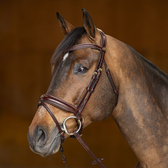 HFI Pro Line Bridle Verona Brown