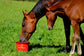horse supplement for hoof growth