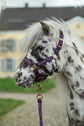 Lilac head collar pony