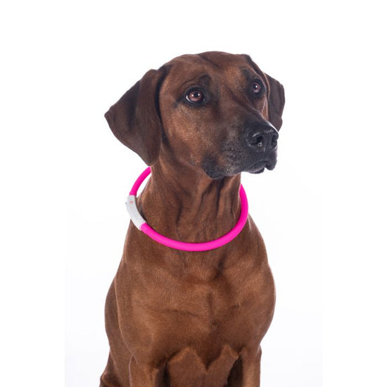 Illuminated Dog Collar LED