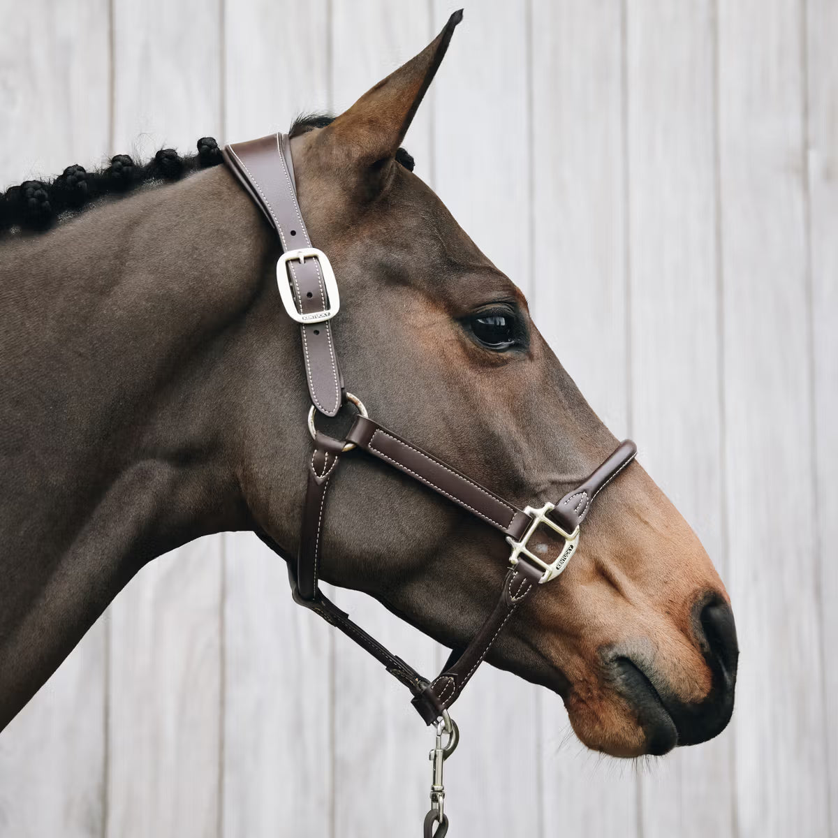 Anatomic Halter