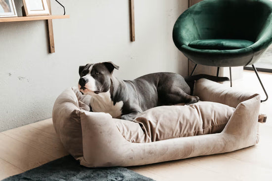 Kentucky Dogwear
Dog Bed Velvet