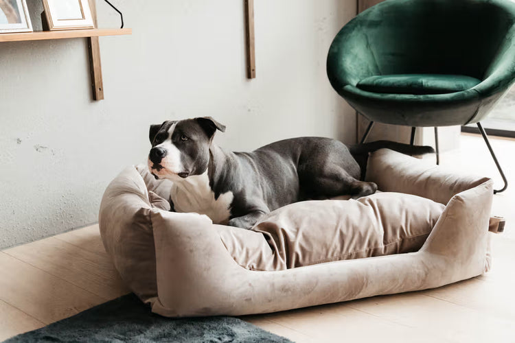 Kentucky Dogwear
Dog Bed Velvet