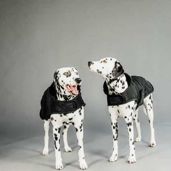 Kentucky Dogwear
Dog Coat Original Black