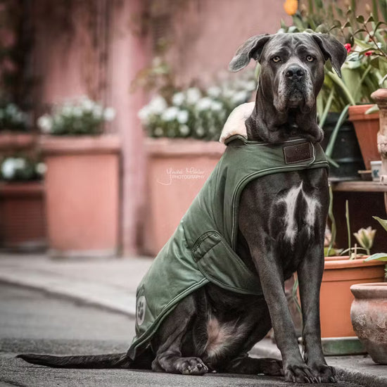 Kentucky Dogwear
Dog Coat Waterproof 300g