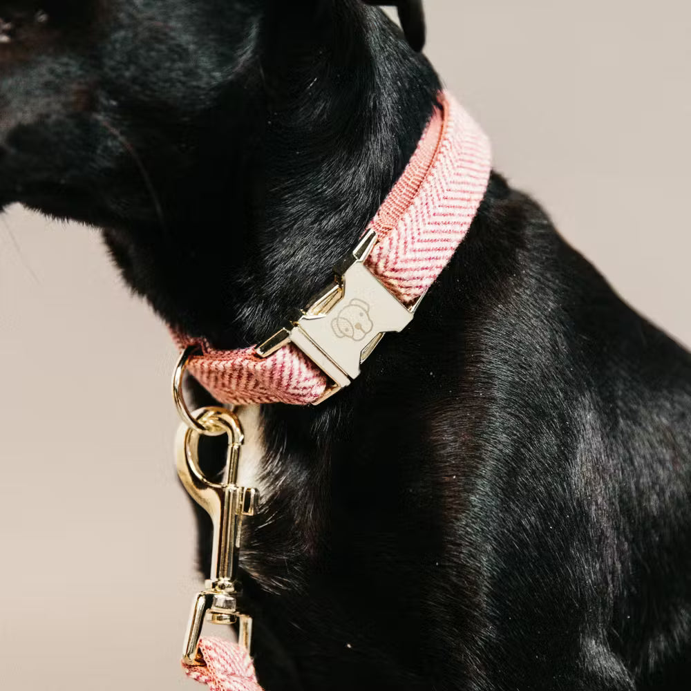 Kentucky Dogwear
Dog Collar Wool