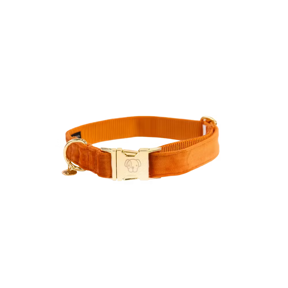 Kentucky Dogwear
Dog Collar Velvet Orange